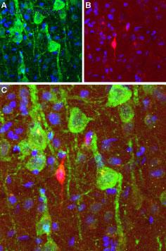Alomone Labs BLP-DR001 image 1