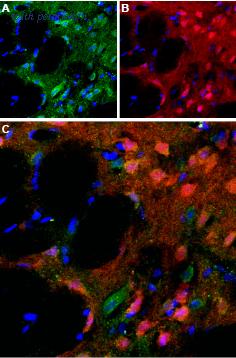 Alomone Labs BLP-DR005 image 1