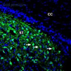 Alomone Labs BLP-DR006 image 1