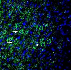 Alomone Labs BLP-ER016 image 1