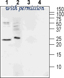 Alomone Labs BLP-ER031 image 1