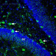 Alomone Labs BLP-ER035 image 1
