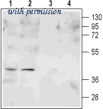 Alomone Labs BLP-FR002 image 1