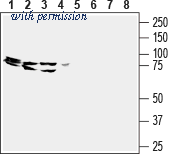 Alomone Labs BLP-FR015 image 1