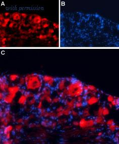 Alomone Labs BLP-GA016 image 1