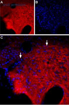 Alomone Labs BLP-GA018 image 1