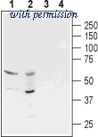 Alomone Labs BLP-GA020 image 1