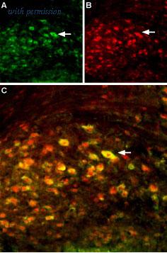 Alomone Labs BLP-GC002 image 1
