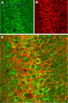 Alomone Labs BLP-GC003 image 1