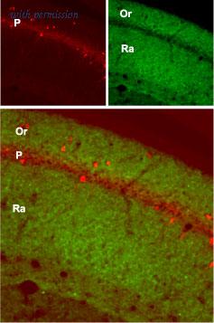 Alomone Labs BLP-GC004 image 1