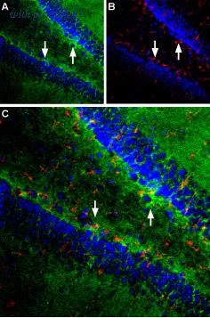 Alomone Labs BLP-GC021 image 1