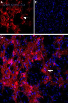 Alomone Labs BLP-GC028 image 1