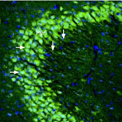 Alomone Labs BLP-GC042 image 1