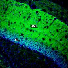 Alomone Labs BLP-GC048 image 1