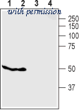 Alomone Labs BLP-GR032 image 1