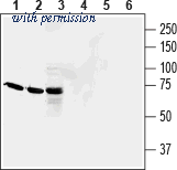 Alomone Labs BLP-GR033 image 1