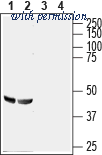 Alomone Labs BLP-GR047 image 1