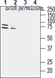Alomone Labs BLP-GR049 image 1