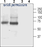 Alomone Labs BLP-GT003 image 1