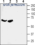 Alomone Labs BLP-GT013 image 1