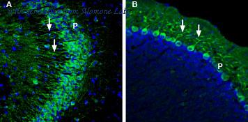 Alomone Labs BLP-GT025 image 1
