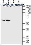 Alomone Labs BLP-GT032 image 1