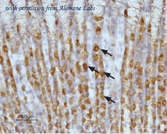 Alomone Labs BLP-HR002 image 1