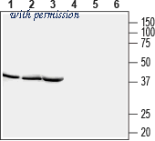 Alomone Labs BLP-IP002 image 1