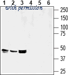 Alomone Labs BLP-IP047 image 1