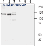 Alomone Labs BLP-KT001 image 1