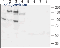 Alomone Labs BLP-LR023 image 1