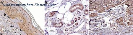 Alomone Labs BLP-MR020 image 1