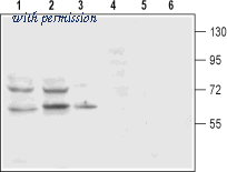 Alomone Labs BLP-MT003 image 1