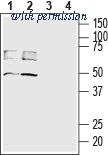 Alomone Labs BLP-MT014 image 1