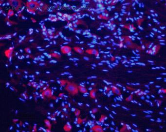 Alomone Labs BLP-NC007 image 1