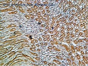 Alomone Labs BLP-NP001 image 1