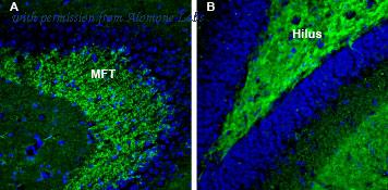 Alomone Labs BLP-NR017 image 1