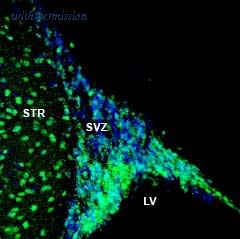 Alomone Labs BLP-NR027 image 1
