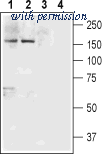Alomone Labs BLP-NR031 image 1