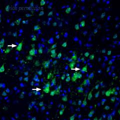 Alomone Labs BLP-NR053 image 1
