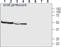 Alomone Labs BLP-NR072 image 1