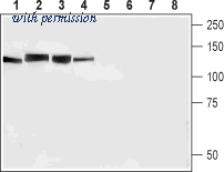 Alomone Labs BLP-NR082 image 1