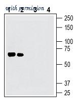 Alomone Labs BLP-NR121 image 1