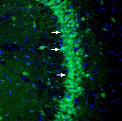 Alomone Labs BLP-NR163 image 1