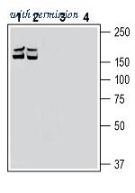 Alomone Labs BLP-NR181 image 1