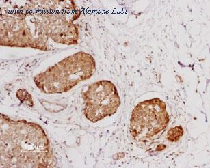 Alomone Labs BLP-NT015 image 1
