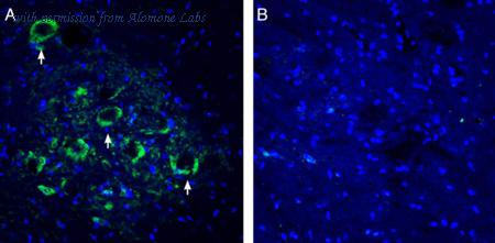 Alomone Labs BLP-NT019 image 1