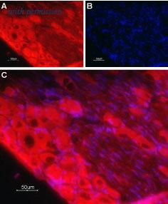 Alomone Labs BLP-NT020 image 1
