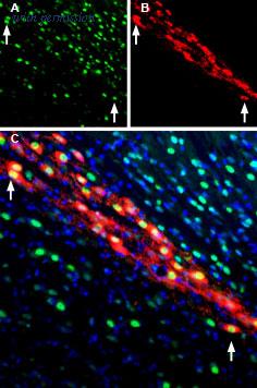 Alomone Labs BLP-NT027 image 1