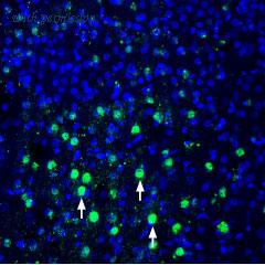 Alomone Labs BLP-NT028 image 1